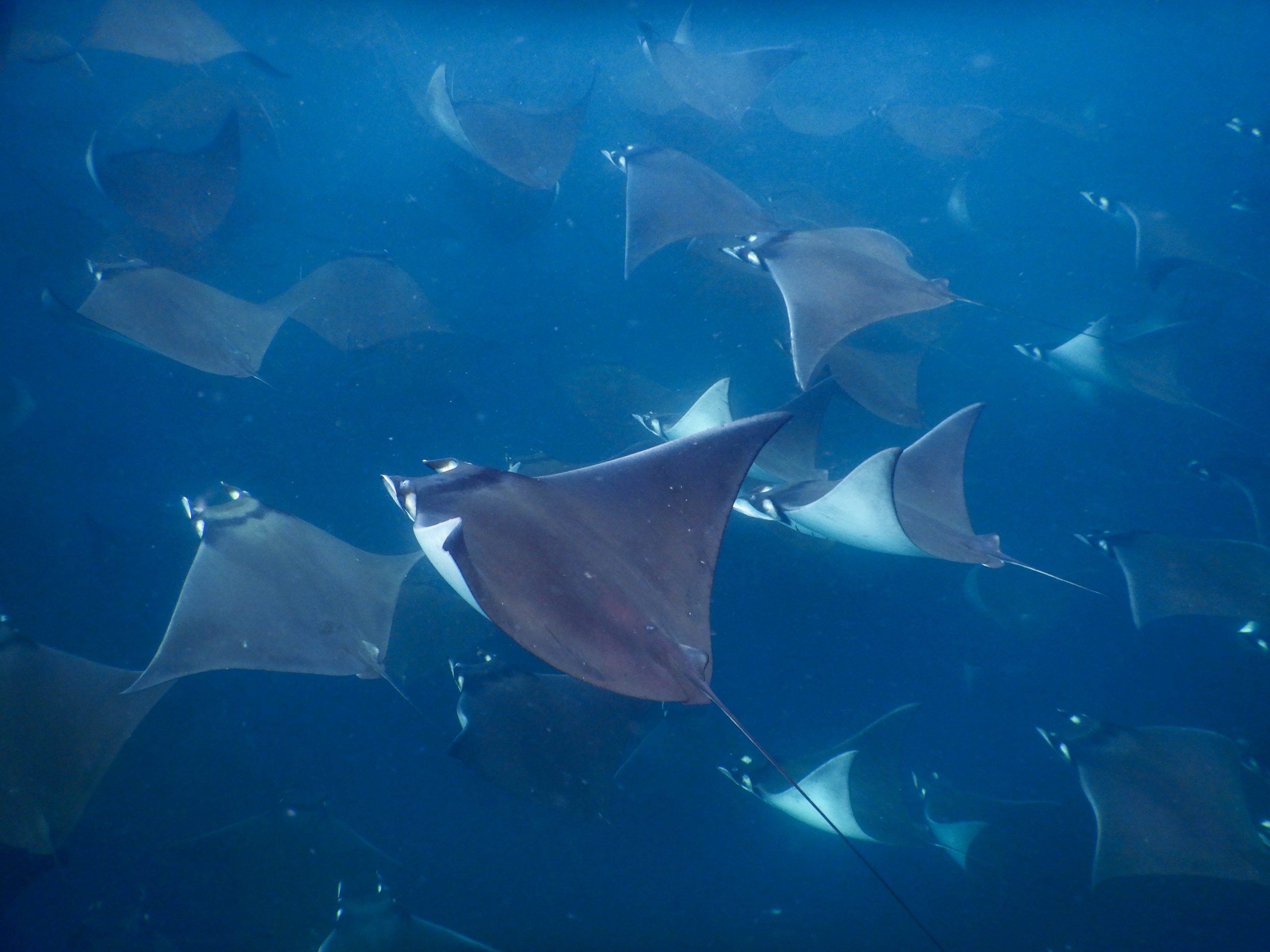 Into the blue mobula migration