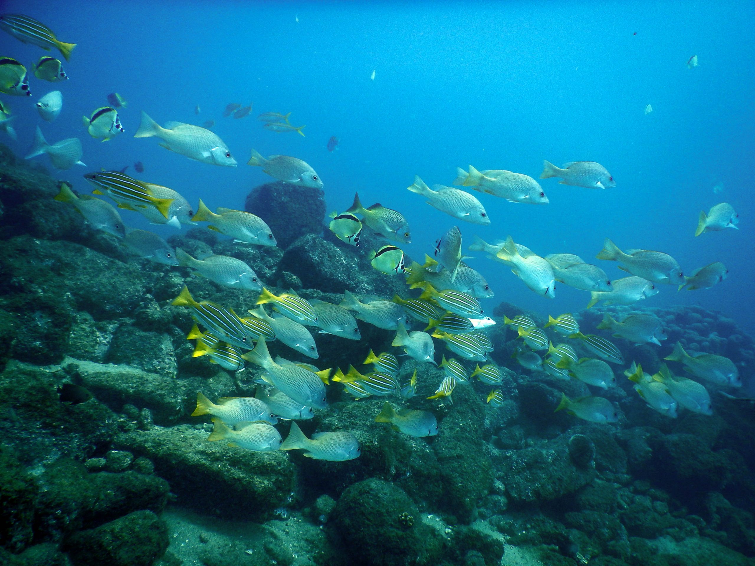 Dive Cabo Pulmo National Marine Park
