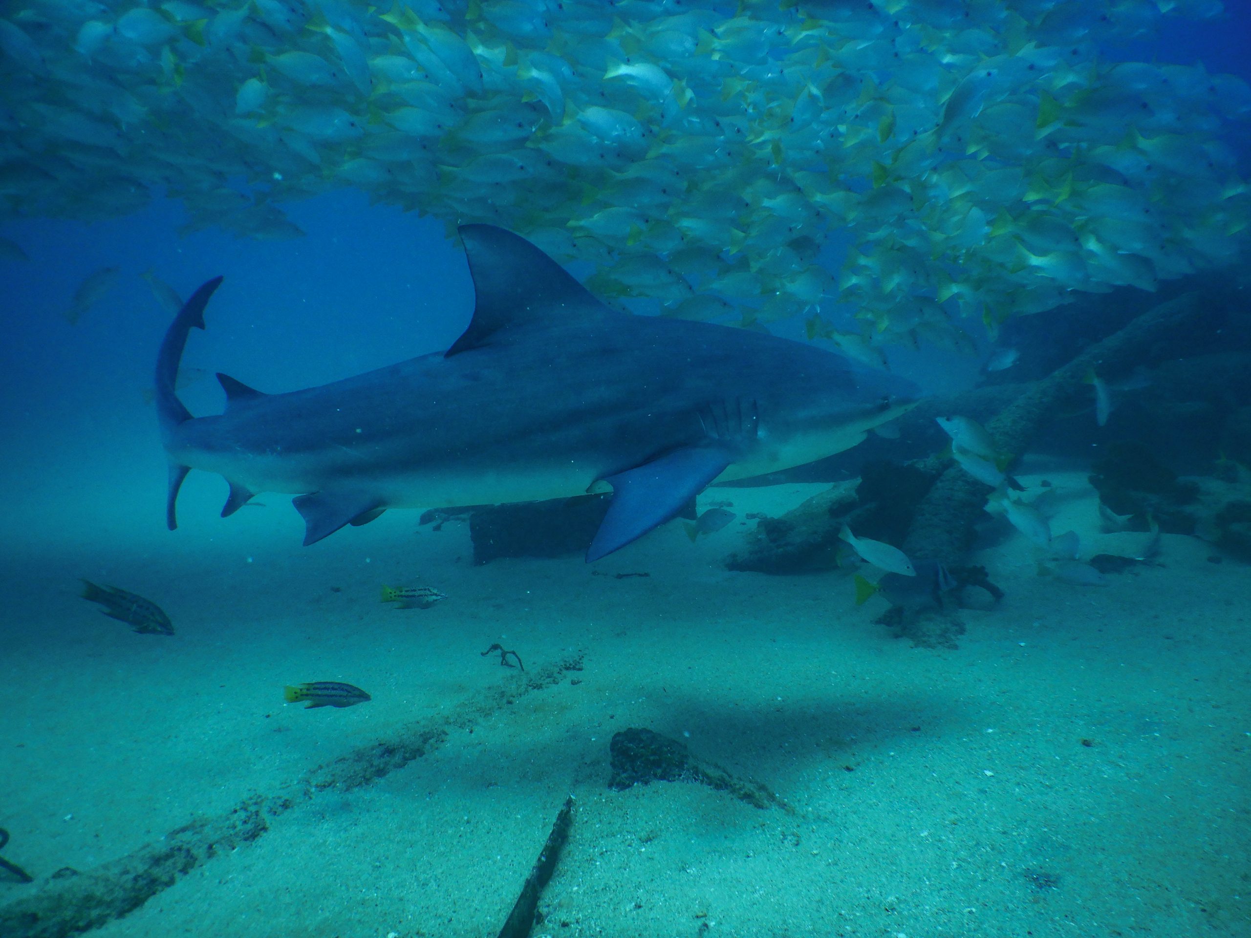 Dive Cabo Pulmo National Marine Park