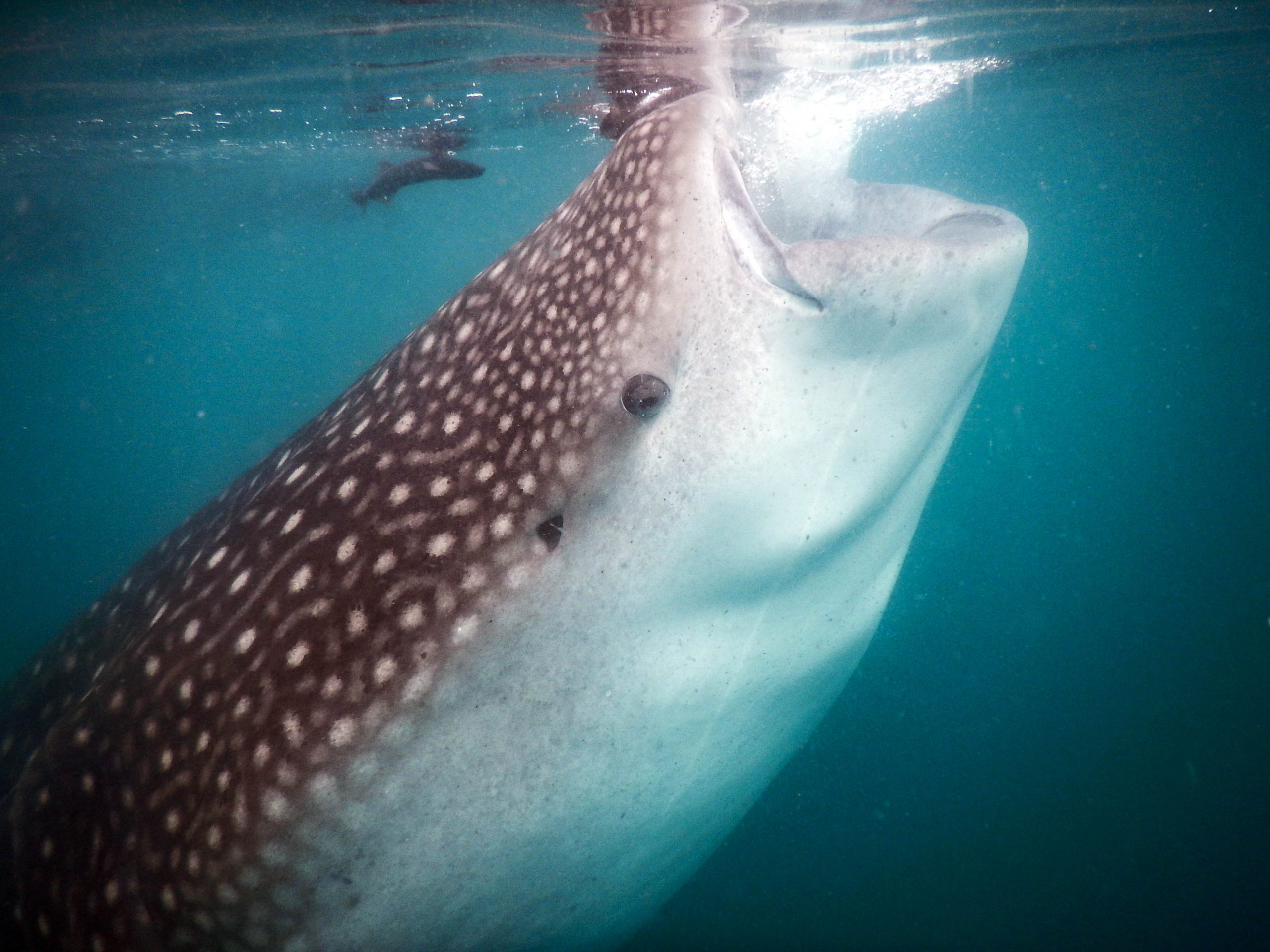 Whale shark feeding