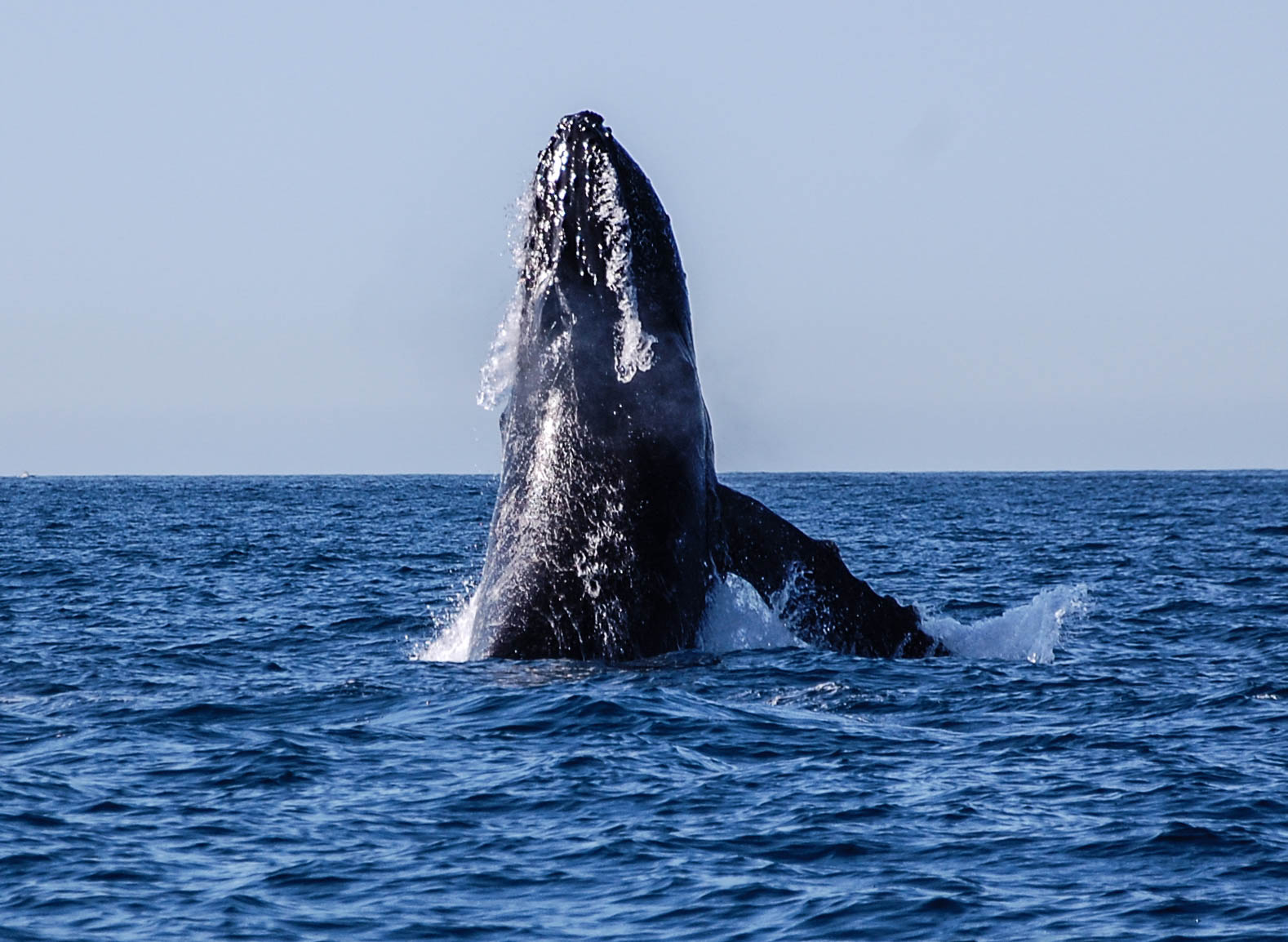 Humpback Whale breach