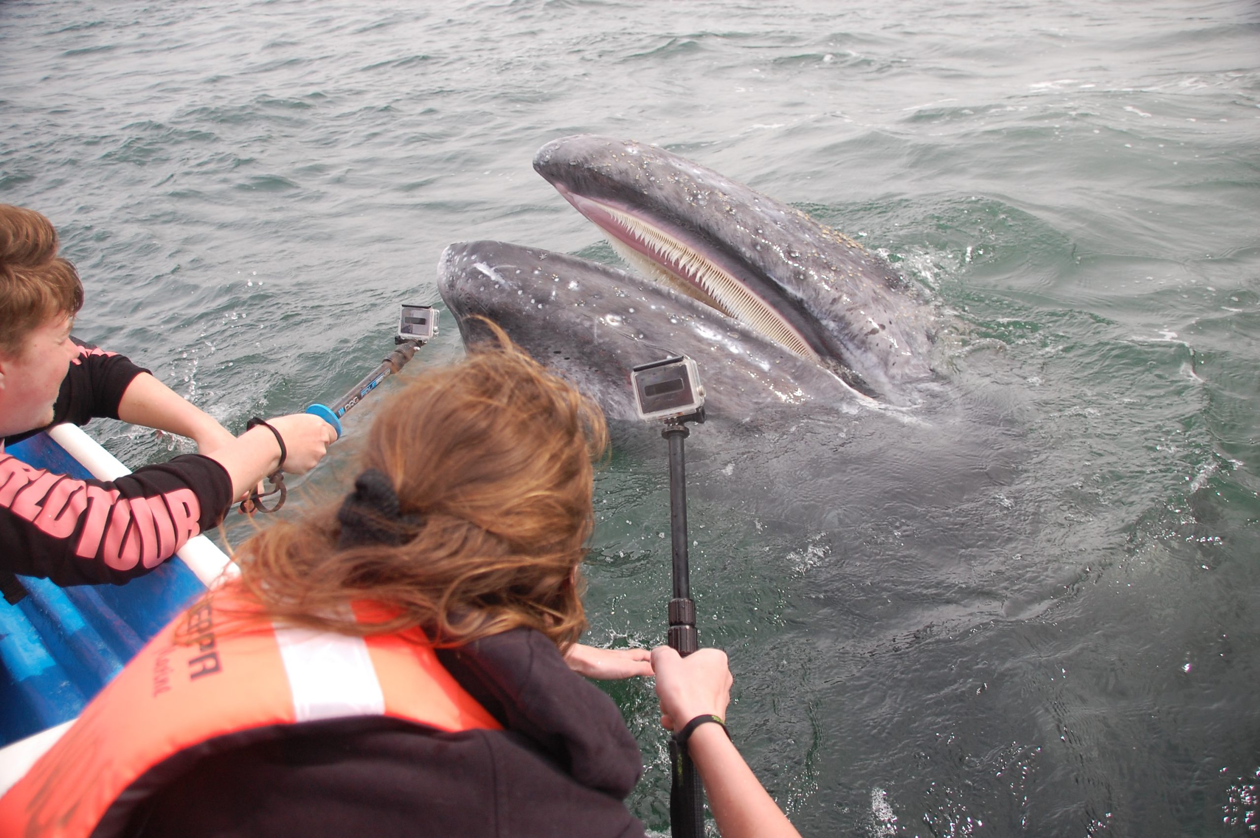 Grey whale watching tour