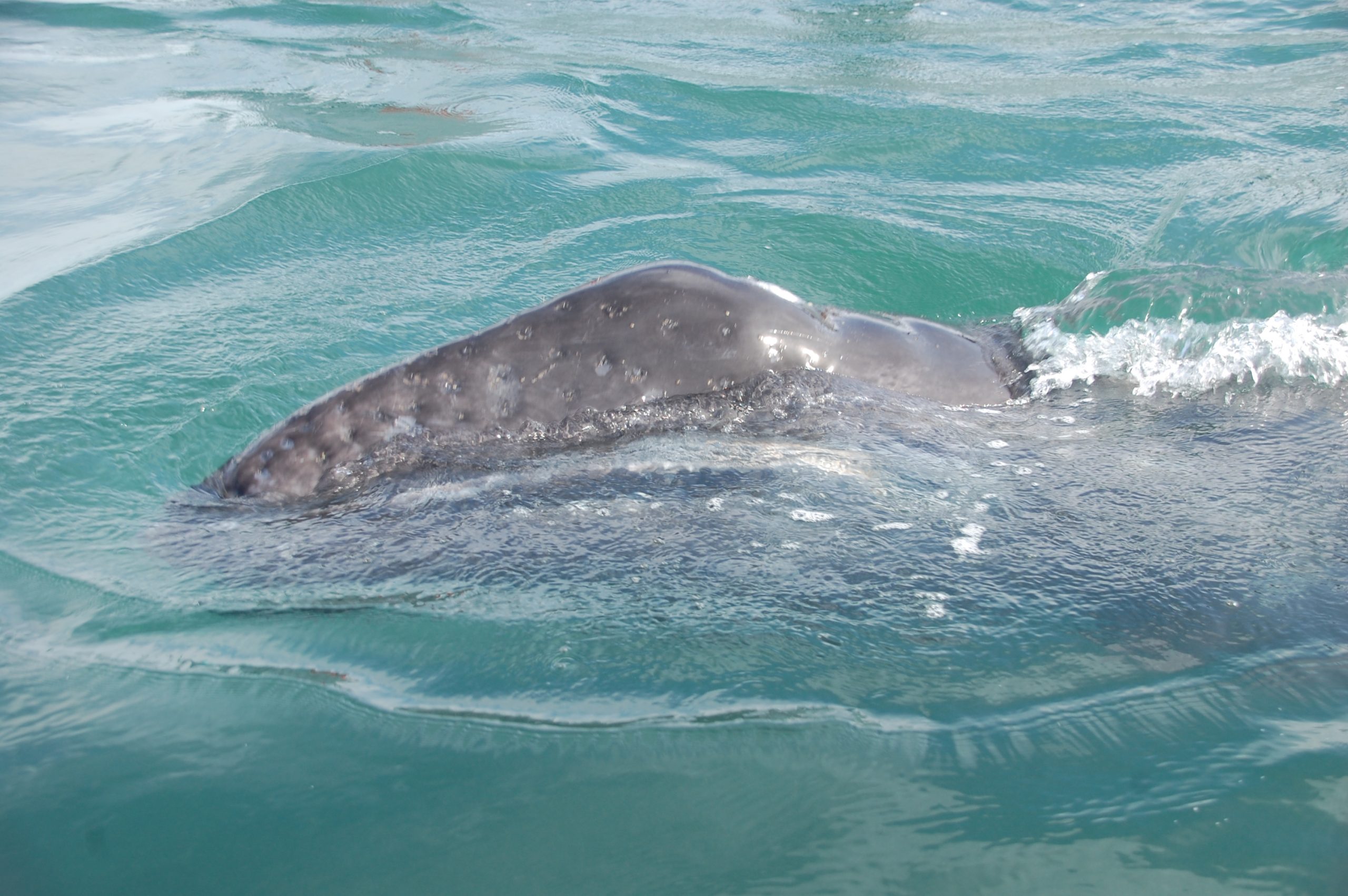 Grey whale watching tour