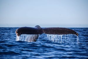 Humpback Whale fluke