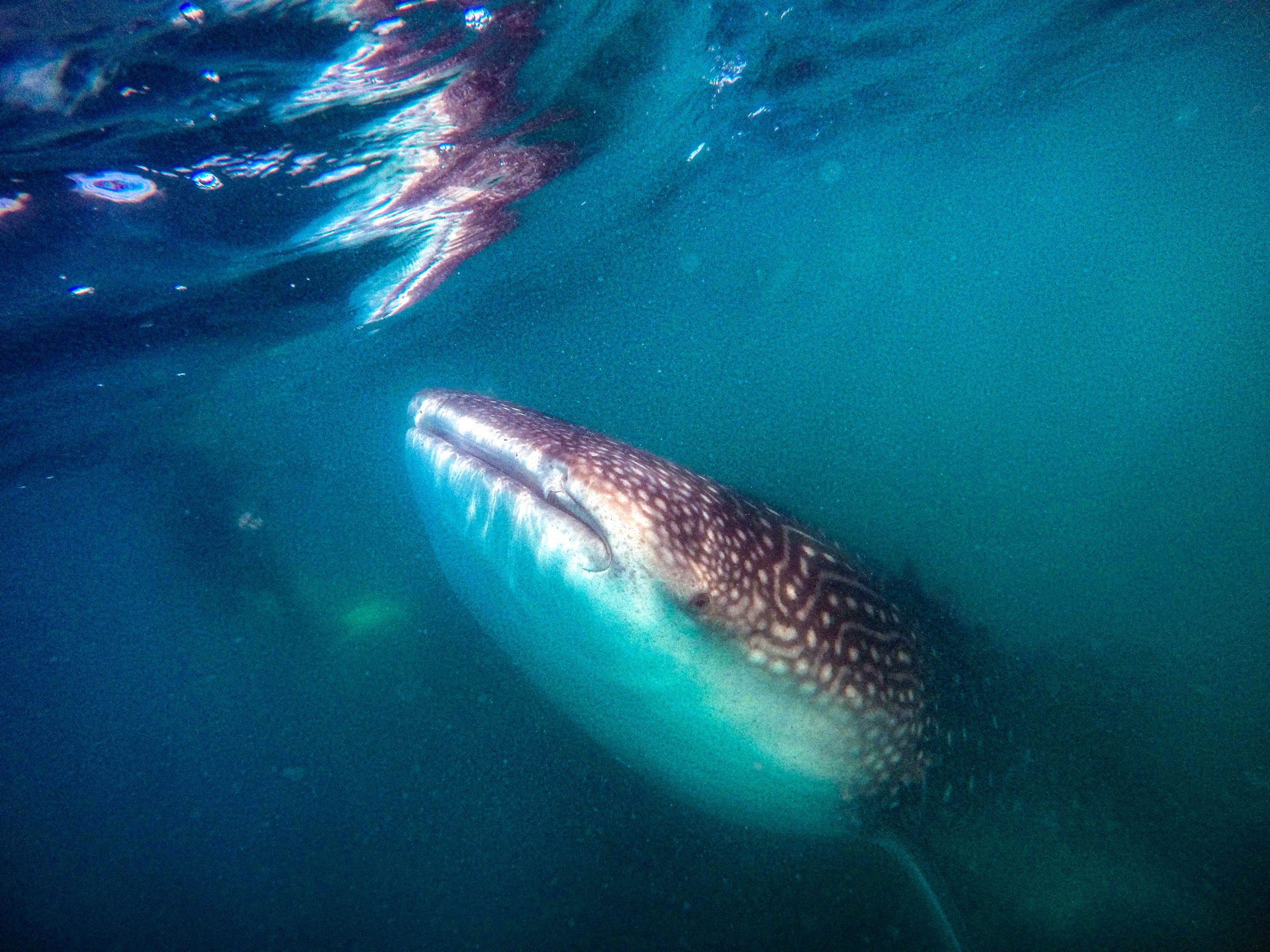 Whale shark snorkeling tour