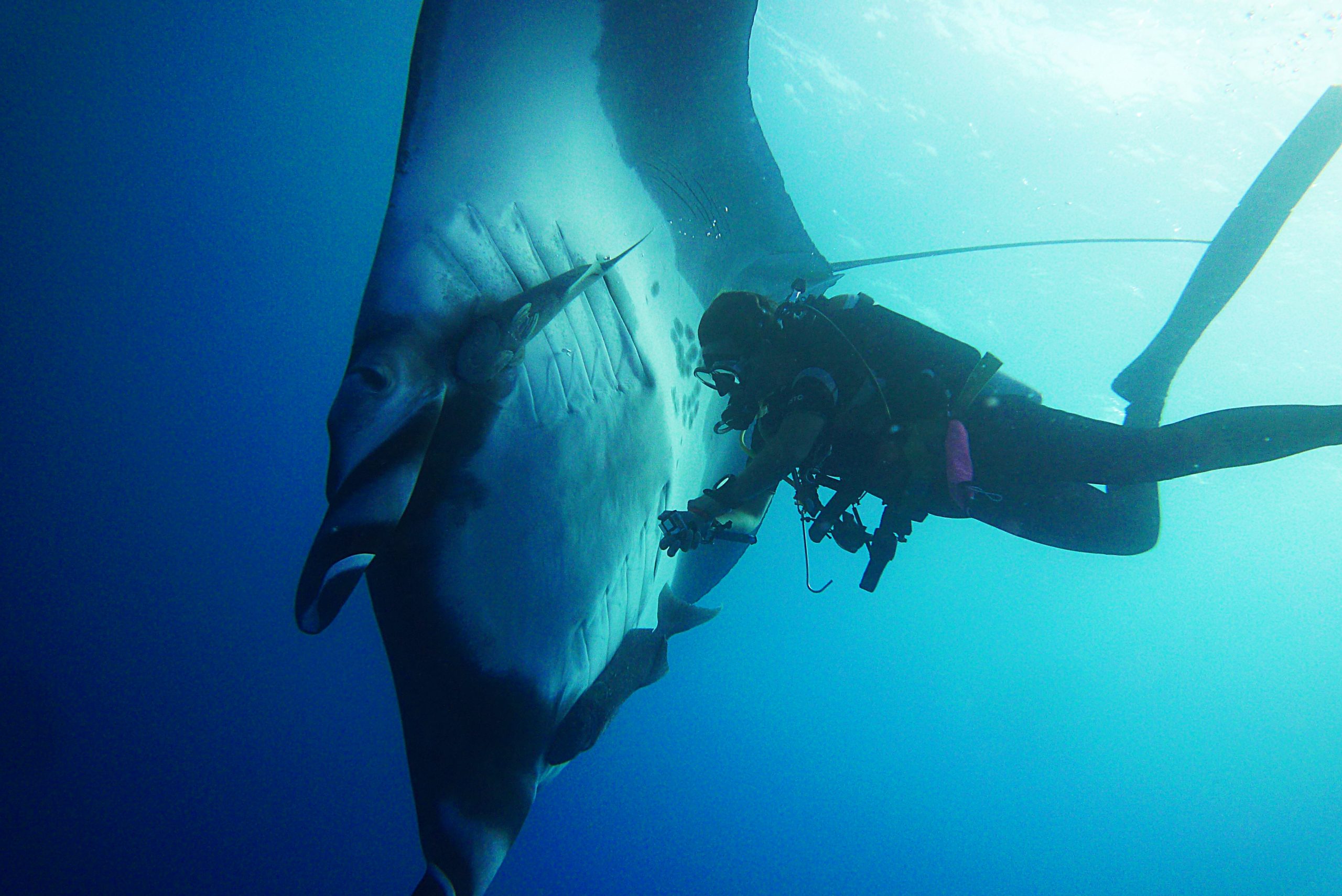 Professional expert guides cabo