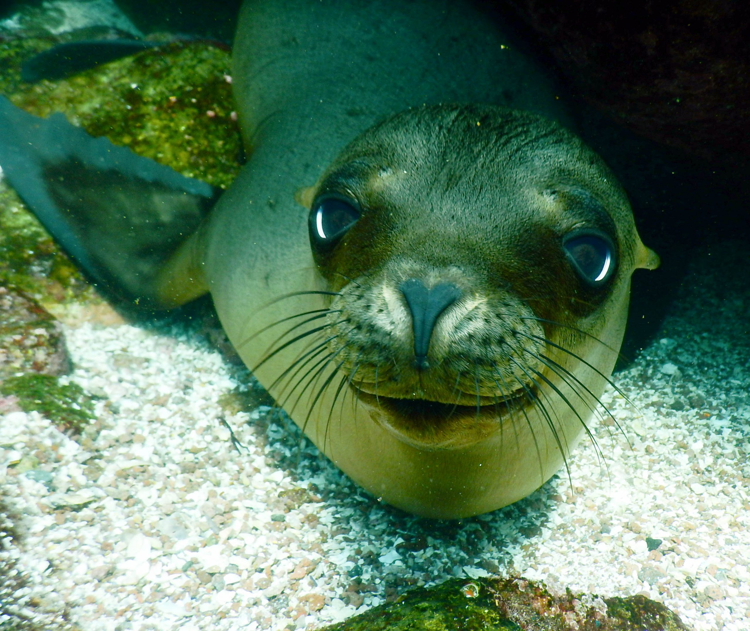 sea lion diving