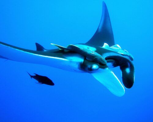 Dive with the Giant Mantas