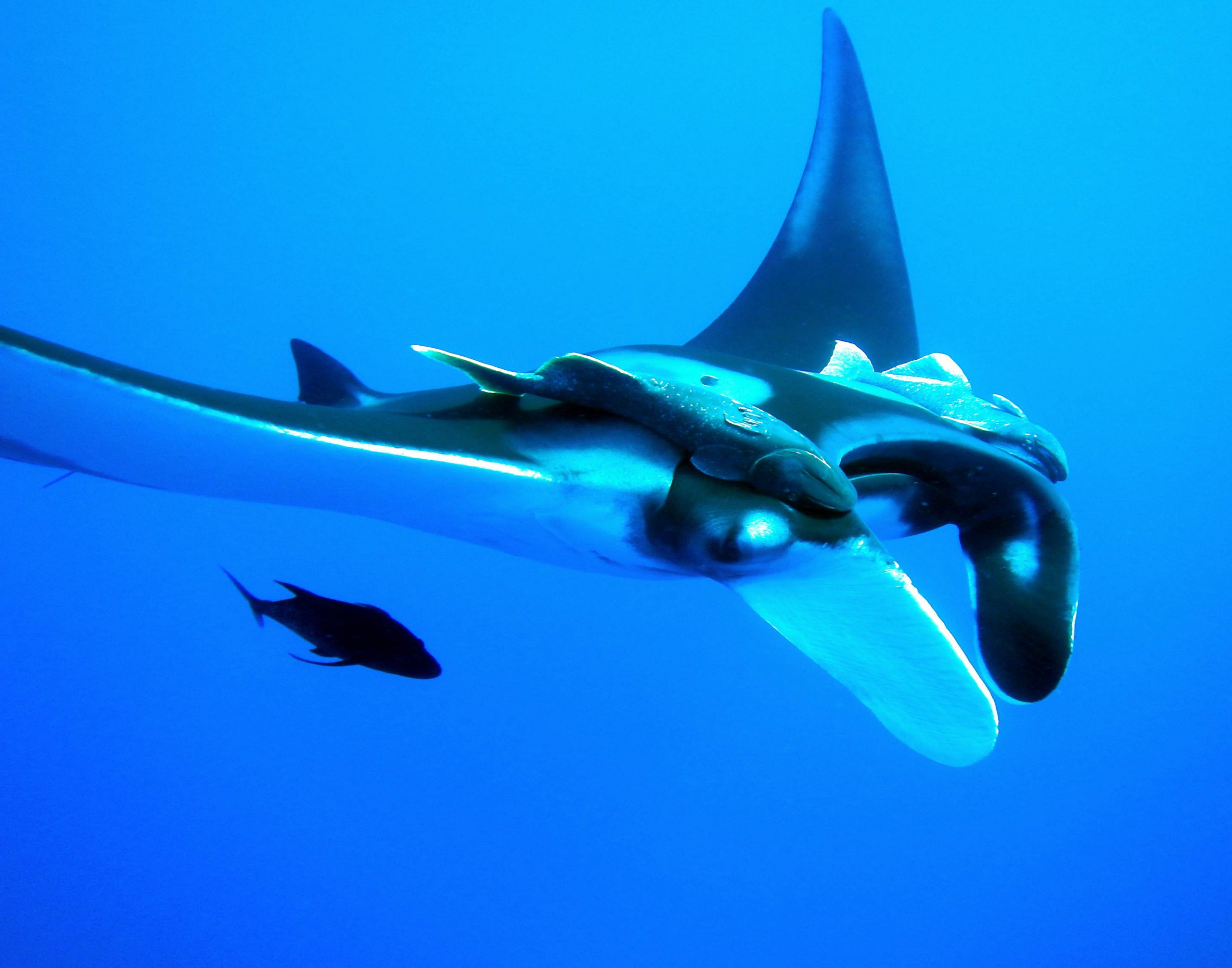 Dive with the Giant Mantas