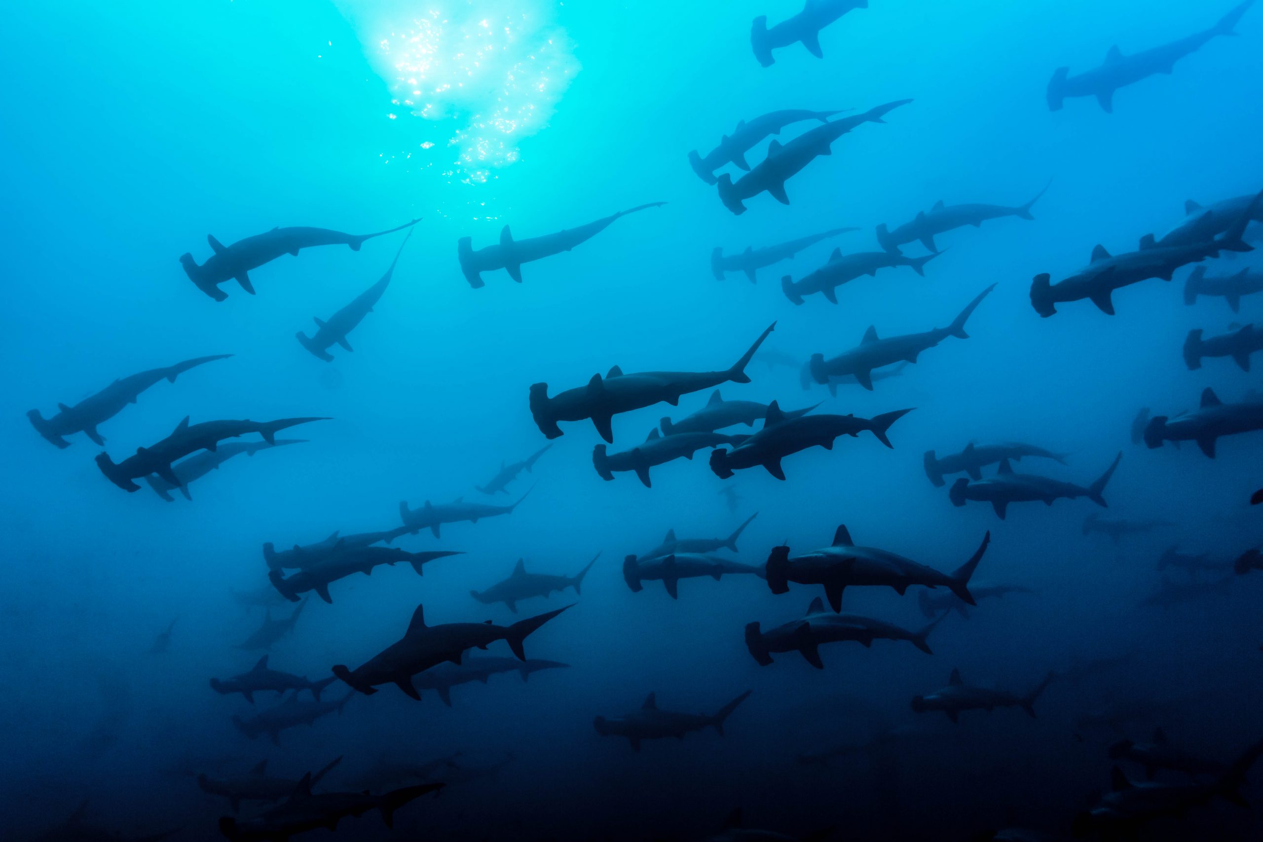 Dive Gordo Banks meet the hammerheads