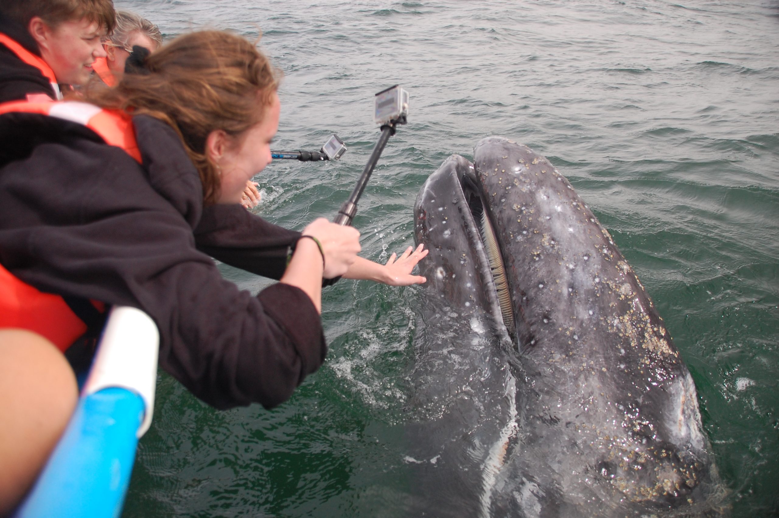 Grey Whales watching tour 2 days | Adventures in Baja