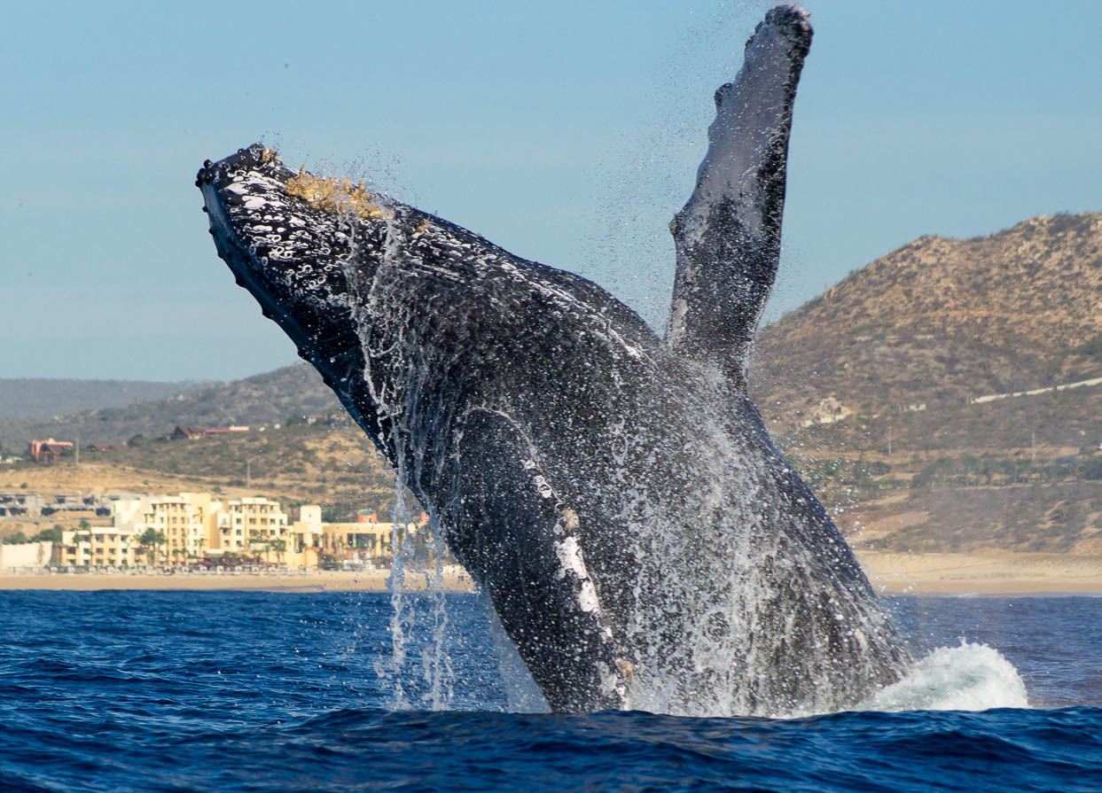 Humpback Whale Watching in Cabo