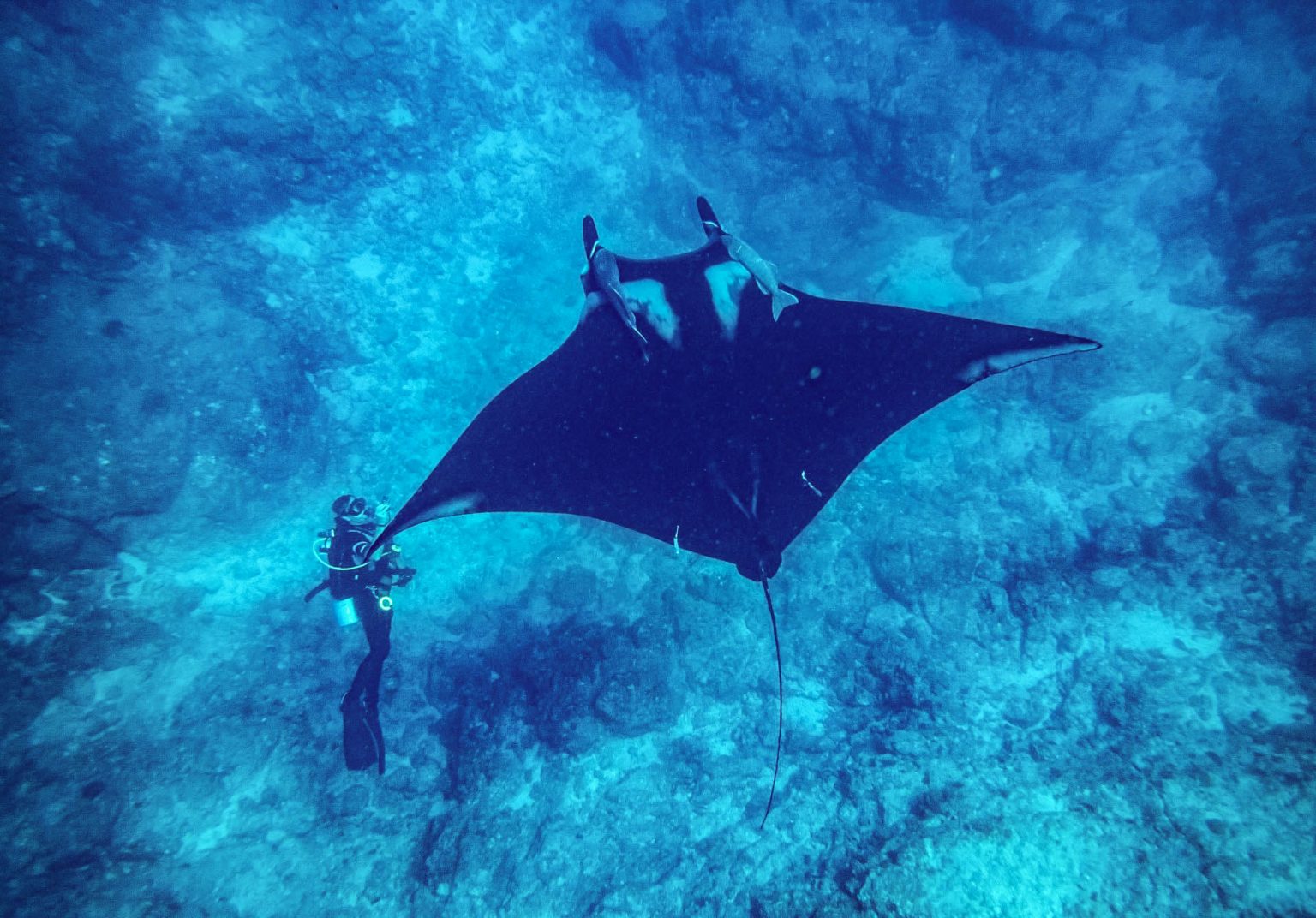 manta cabo diving