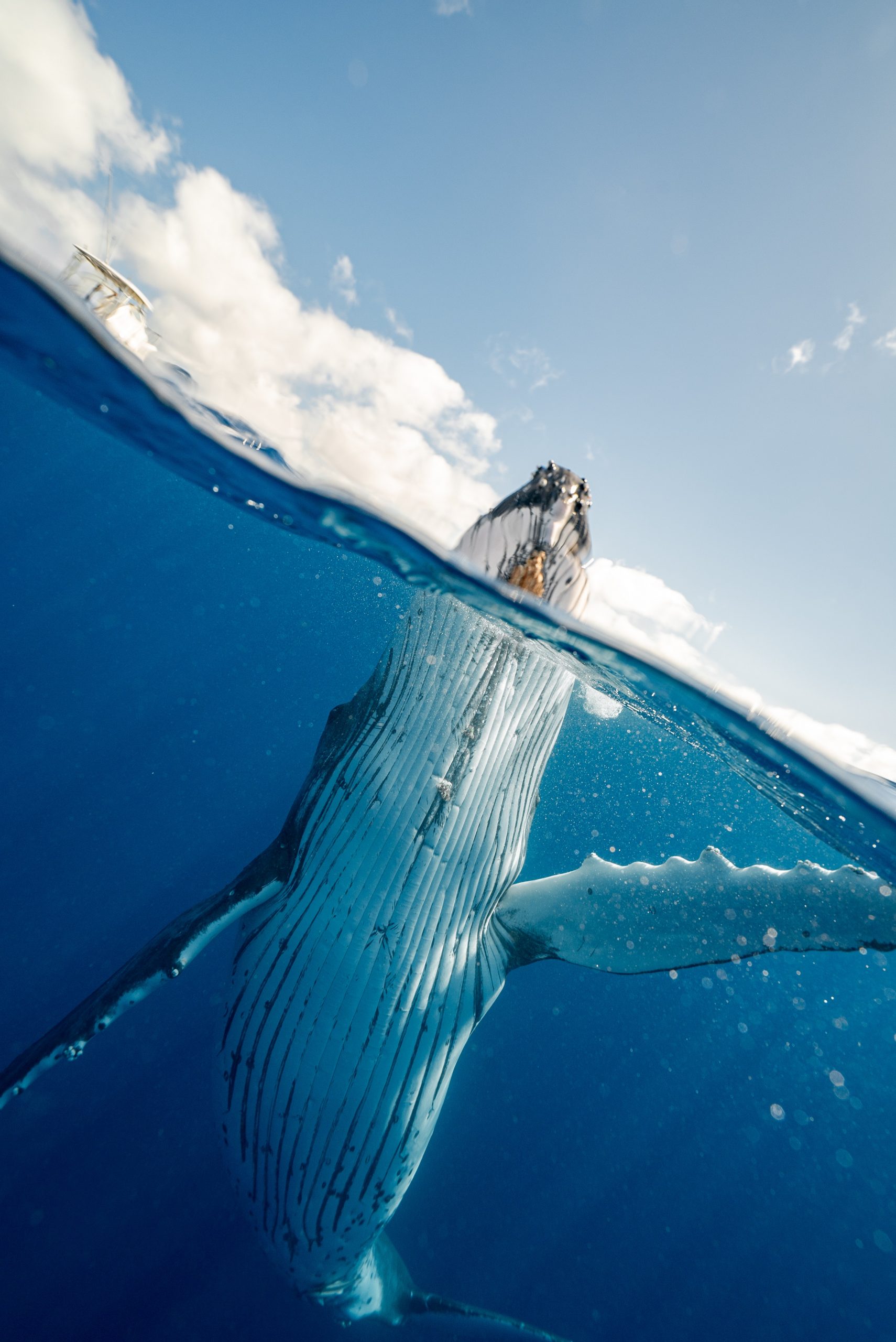 Humpback whale waving