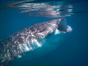 Whale shark snorkeling tour