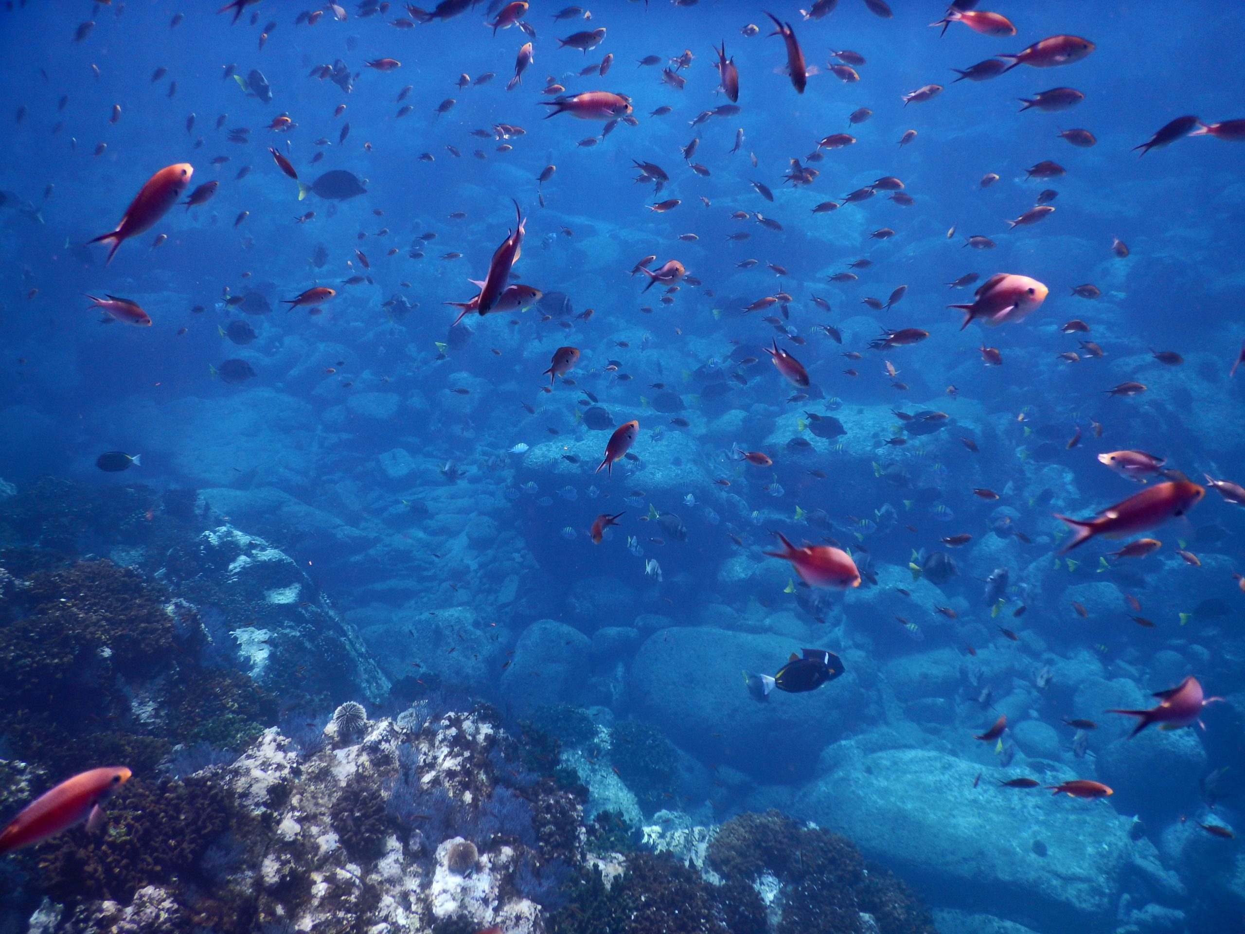 Snorkel tour Cabo San Lucas