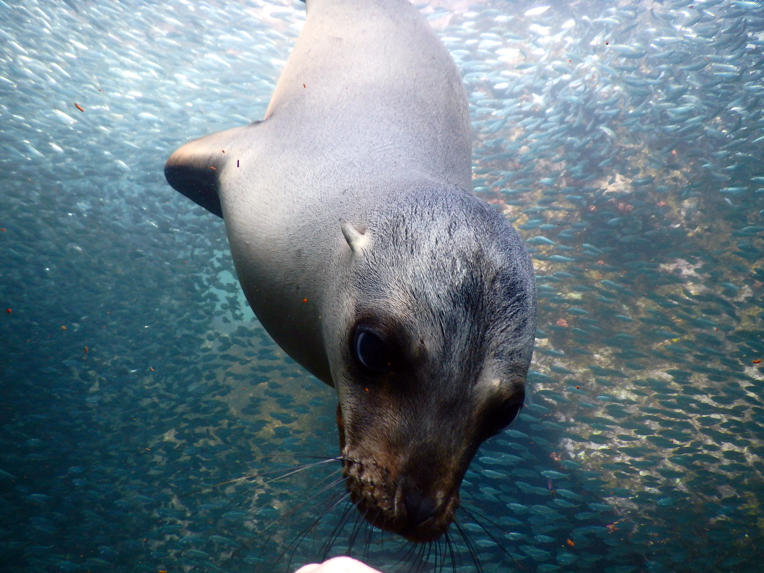 sea lion pup